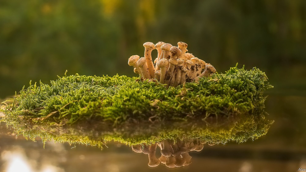 Фотографія Опенькіада / Alex / photographers.ua