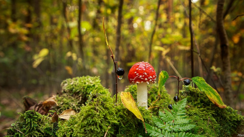 Фотографія В дозорі / Alex / photographers.ua