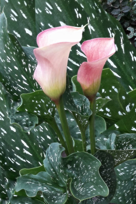 Фотографія Разное / Аmateur / photographers.ua