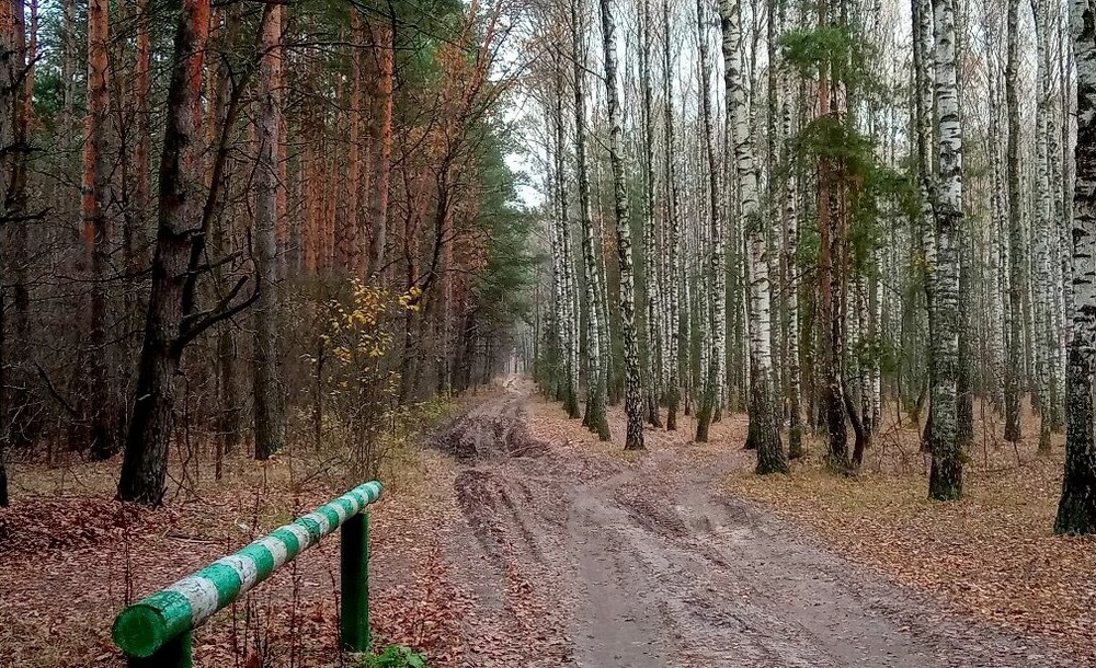 Фотографія Йдемо до лісу / Tetyana Kovalenko / photographers.ua