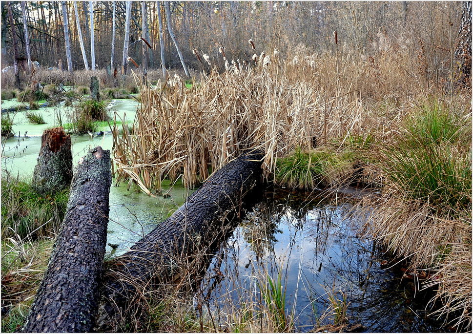 Фотографія Лісове болото / Tetyana Kovalenko / photographers.ua