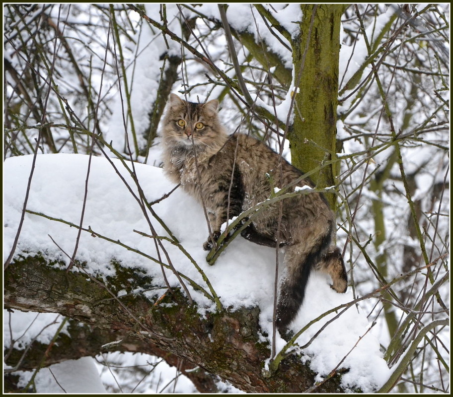 Фотографія Коти теж люблять сніжок / Tetyana Kovalenko / photographers.ua