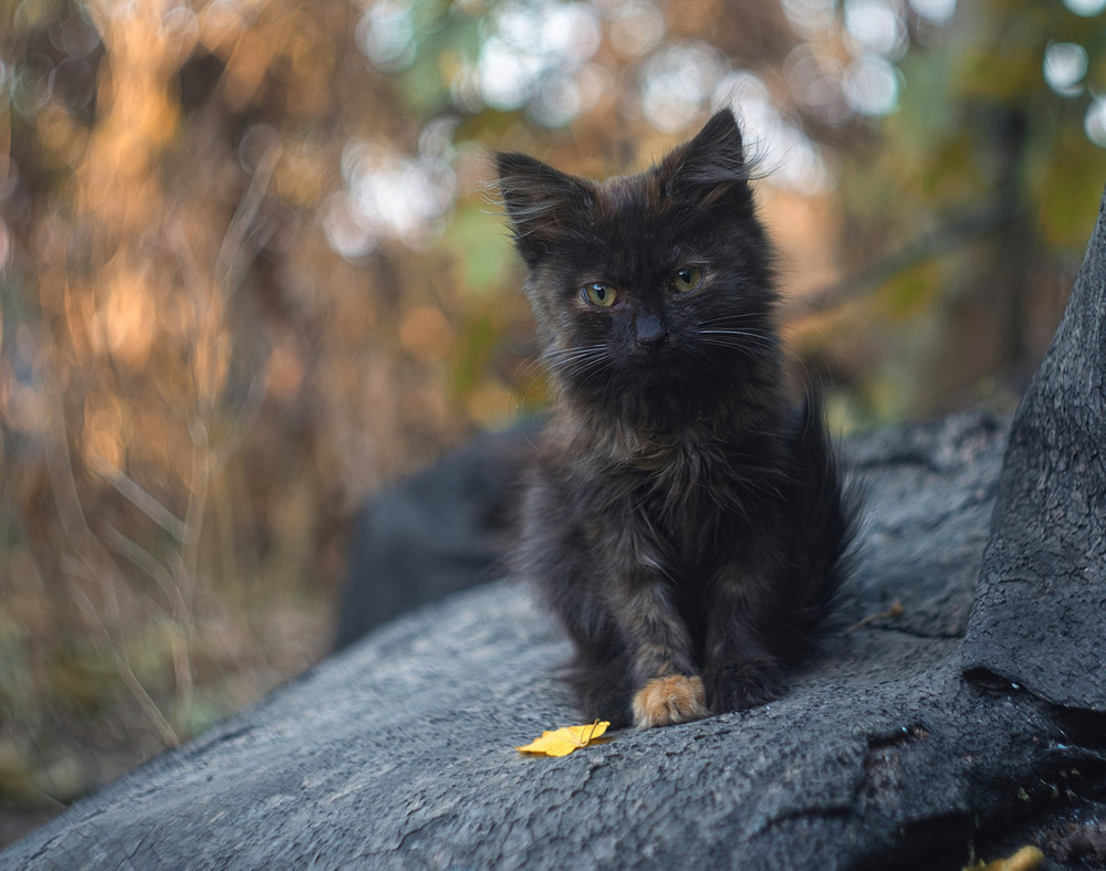 Фотографія Животные / Ivan Vein / photographers.ua