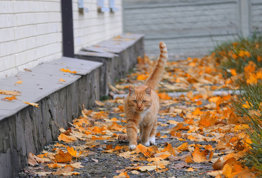 Фотографія Животные / Ivan Vein / photographers.ua