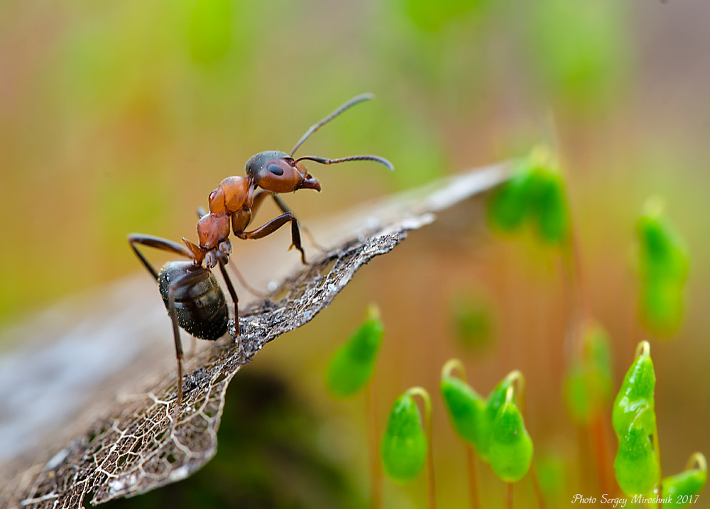 Фотографія Спостереження мурахи / Сергей Мирошник / photographers.ua