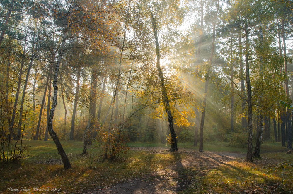 Фотографія Ранок, сонце, жовтень / Сергей Мирошник / photographers.ua