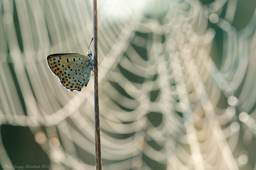 Фотографія Метелик на фоні павутиння / Сергей Мирошник / photographers.ua