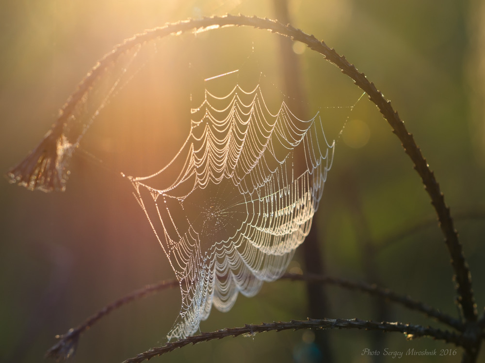 Фотографія Підсвітило сонце павутиння / Сергей Мирошник / photographers.ua