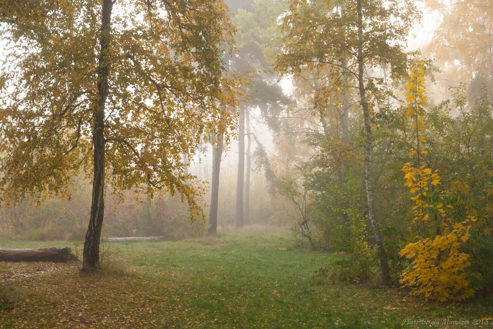 Фотографія Туманна осінь / Сергей Мирошник / photographers.ua