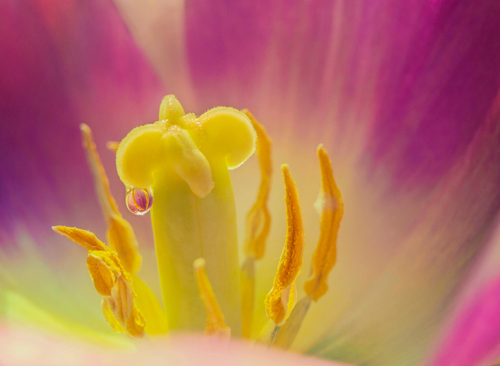 Фотографія Когда так хочется весны.. / Lily Melt / photographers.ua