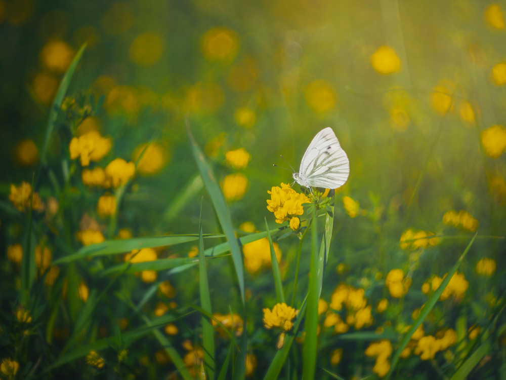 Фотографія Лето теплое / Lily Melt / photographers.ua