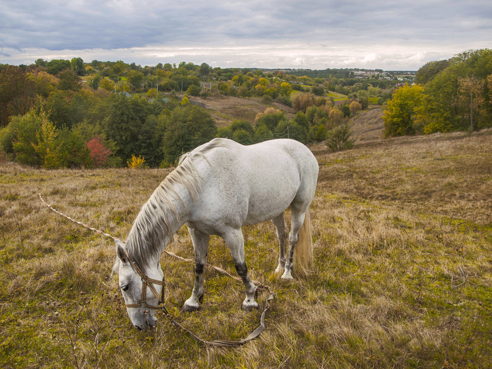 Фотографія Пейзаж с лошадкой / Lily Melt / photographers.ua