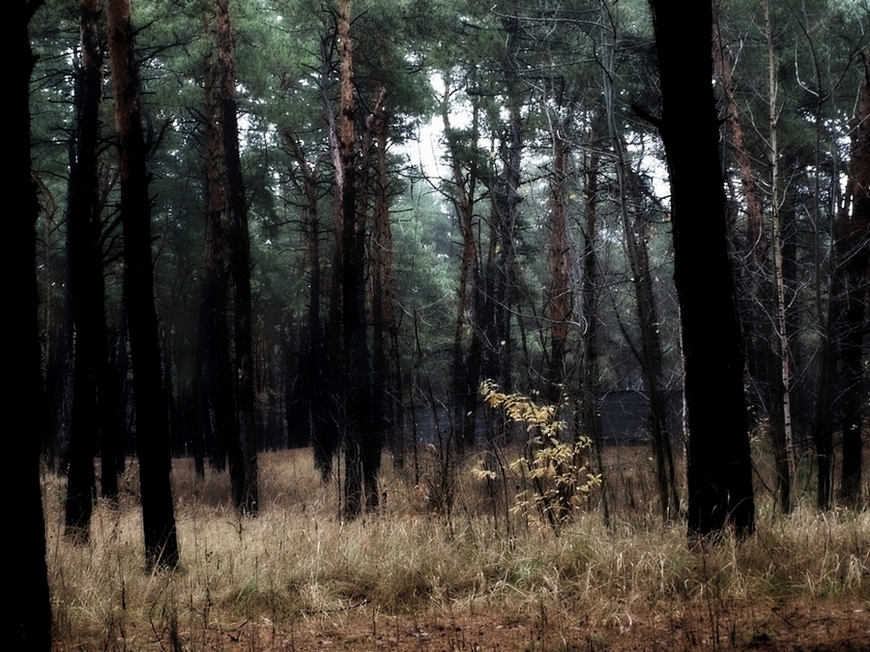 Фотографія В  черном-черном  лесу / Зинаида Власенко / photographers.ua