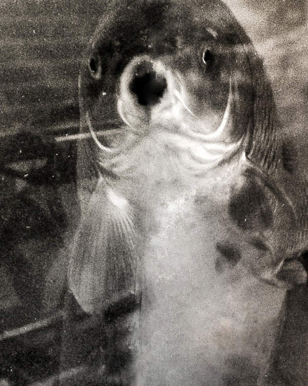 Фотографія weird / Максим Чичинский / photographers.ua