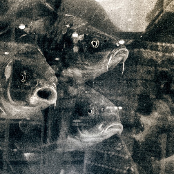 Фотографія weird fishes / Максим Чичинский / photographers.ua