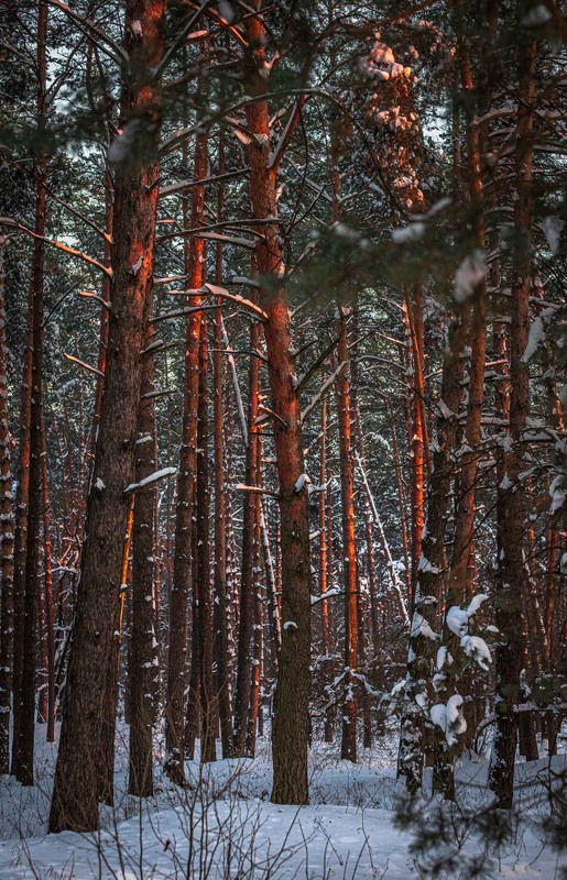 Фотографія Надвечір'я / Андрій / photographers.ua