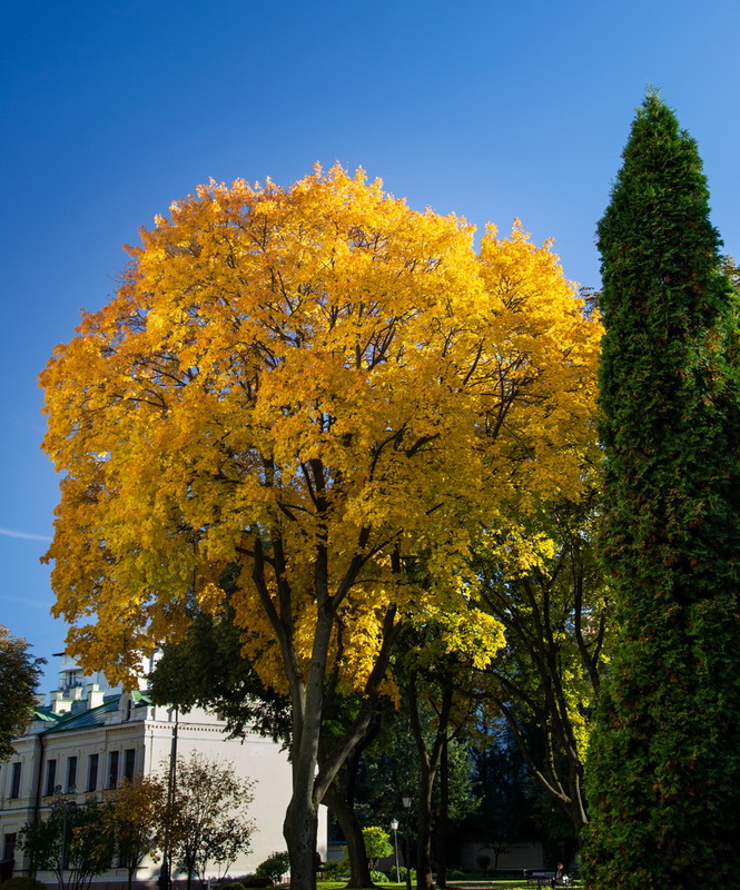 Фотографія Во дворе Софийского собора / Evgeniy Palamarchuk / photographers.ua
