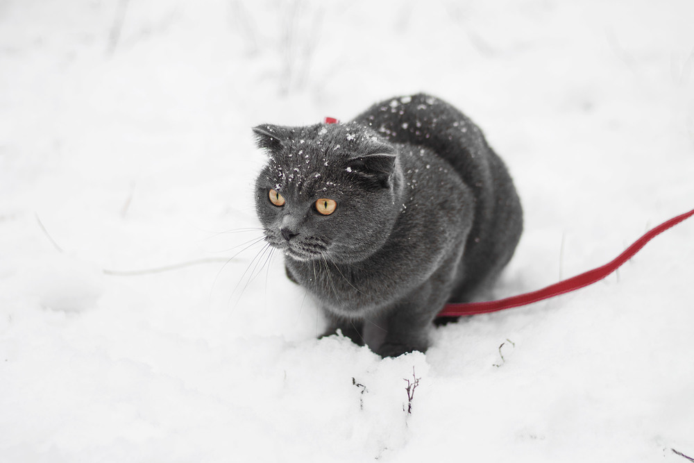 Фотографія Кошка на прогулке / Виталий Тарабарин / photographers.ua