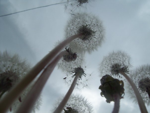 Фотографія Взгляд в небо... / Пантера :) / photographers.ua