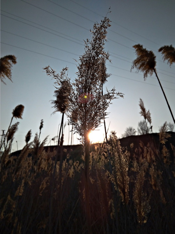 Фотографія Sunbeams Through Reeds / Света Ворона / photographers.ua