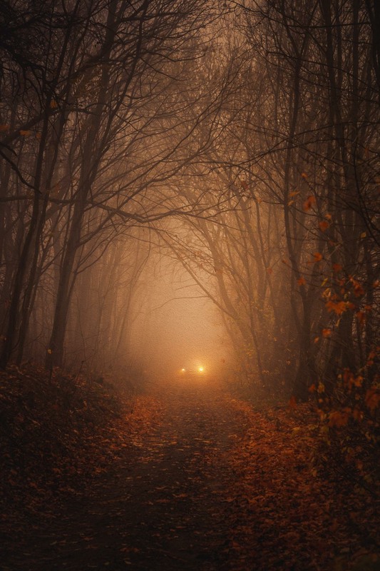Фотографія Тиша в осінньому лісі / Ольга Зоря / photographers.ua