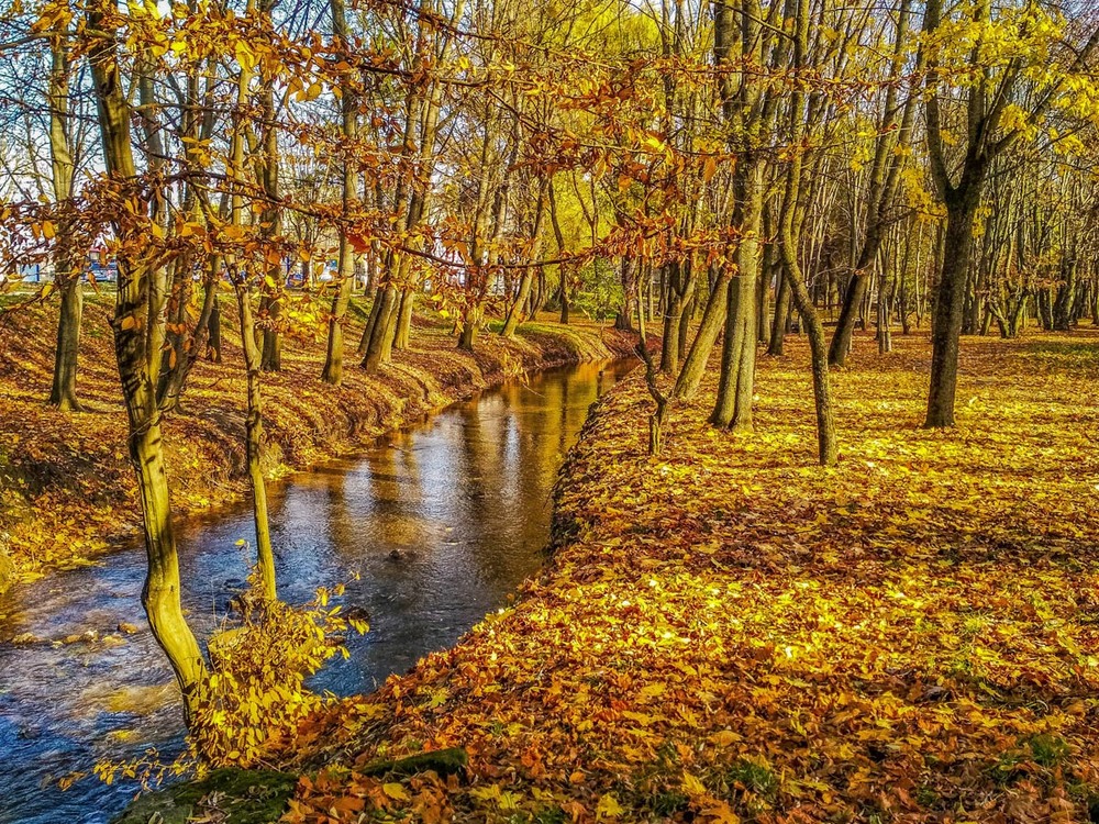 Фотографія Золота осінь / Андрій / photographers.ua