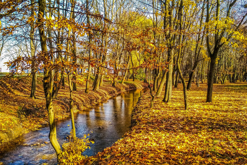 Фотографія Золота осінь в гідропарку "Топільче" / Андрій / photographers.ua