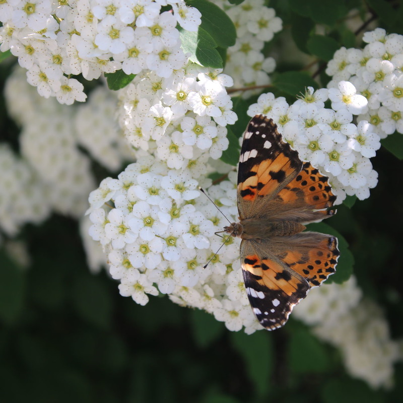 Фотографія Эффект бабочки. Butterfly effect. / RO Photography / photographers.ua