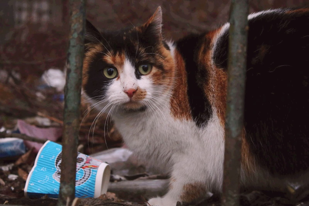 Фотографія Бездомные коты Одессы. Cat portrait 4 / RO Photography / photographers.ua