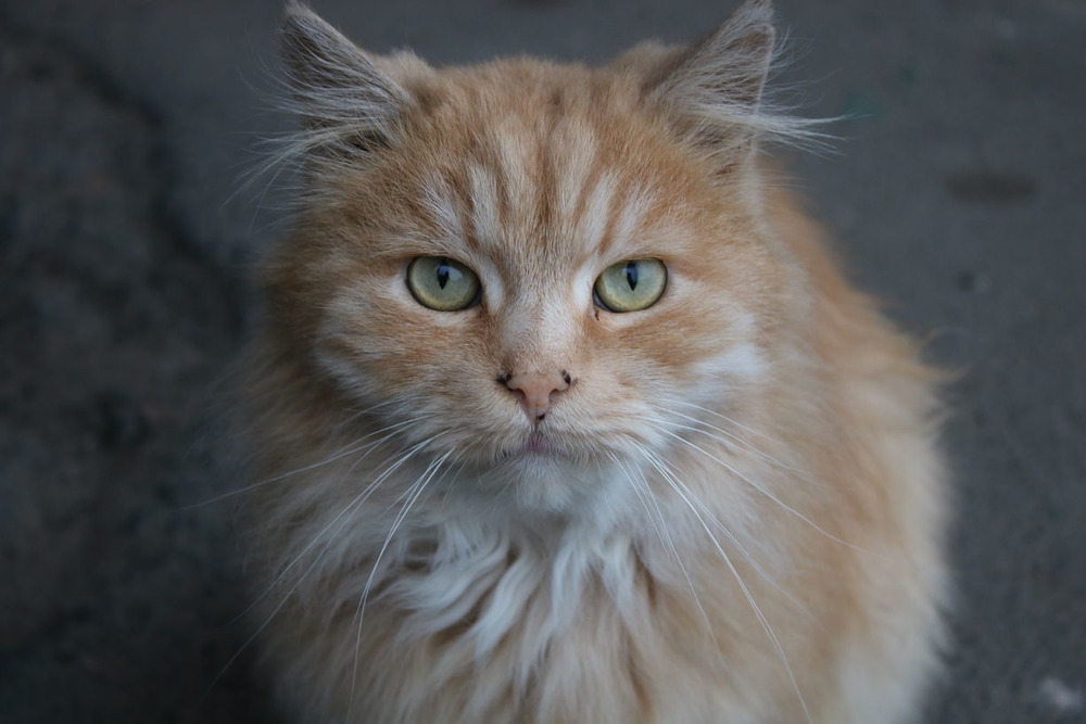 Фотографія My name is Fire. Cat portrait 2 / RO Photography / photographers.ua