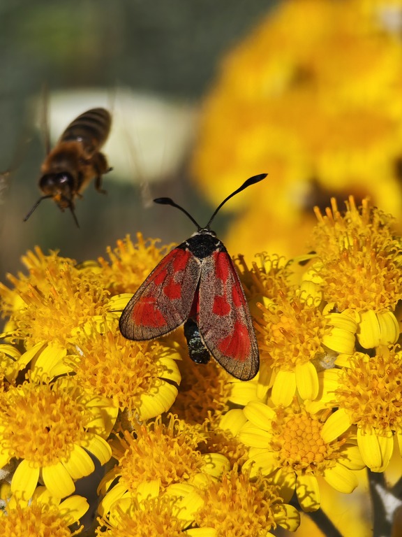 Фотографія Macro / RO Photography / photographers.ua