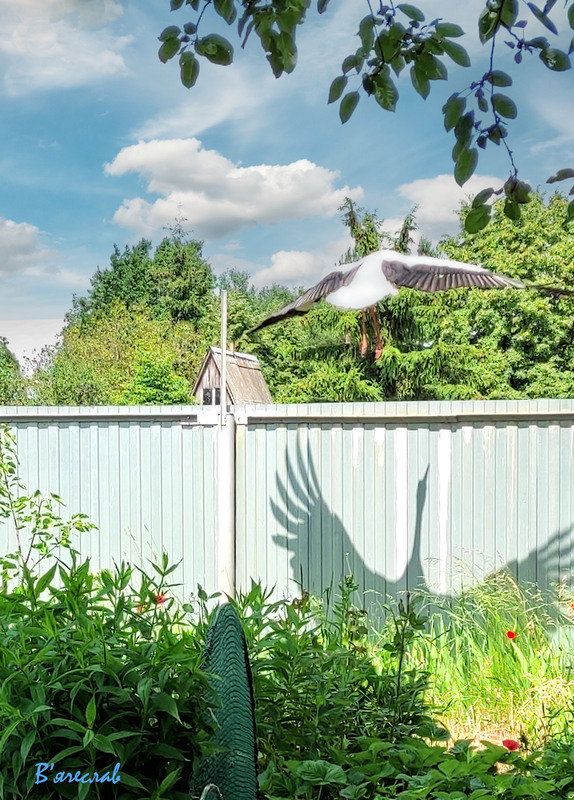 Фотографія про бусела у дворі... / Вячеслав / photographers.ua