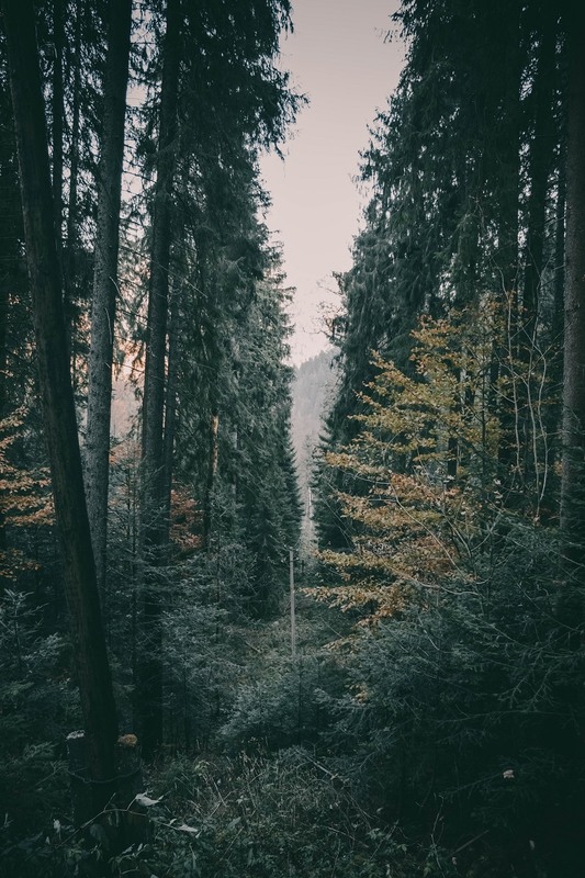 Фотографія Лінія повздовж лісу.. / Vitalii Redkosheiev / photographers.ua