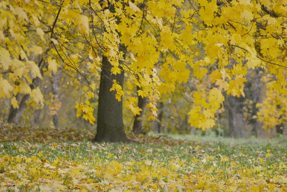 Фотографія Тепла осінь / Бор / photographers.ua