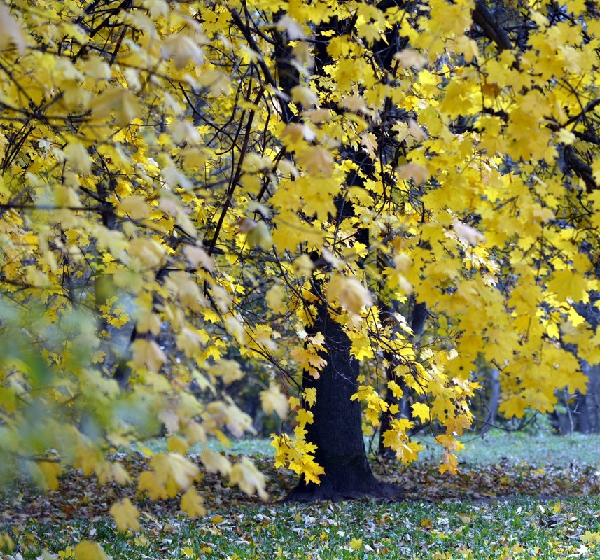 Фотографія Взір пірнає в осінь / Бор / photographers.ua