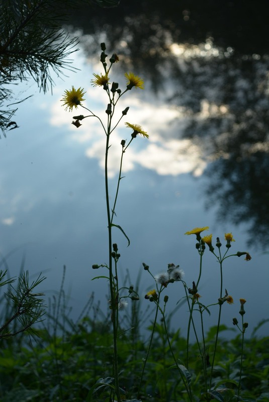 Фотографія Небесні трави на воді / Бор / photographers.ua
