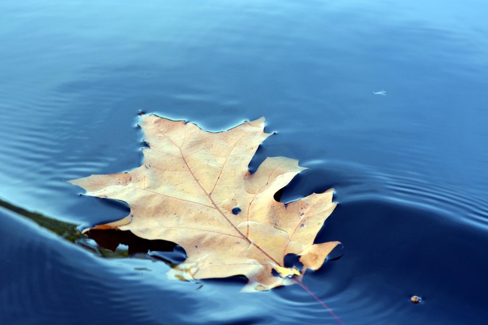 Фотографія Листоплав просто лав / Бор / photographers.ua