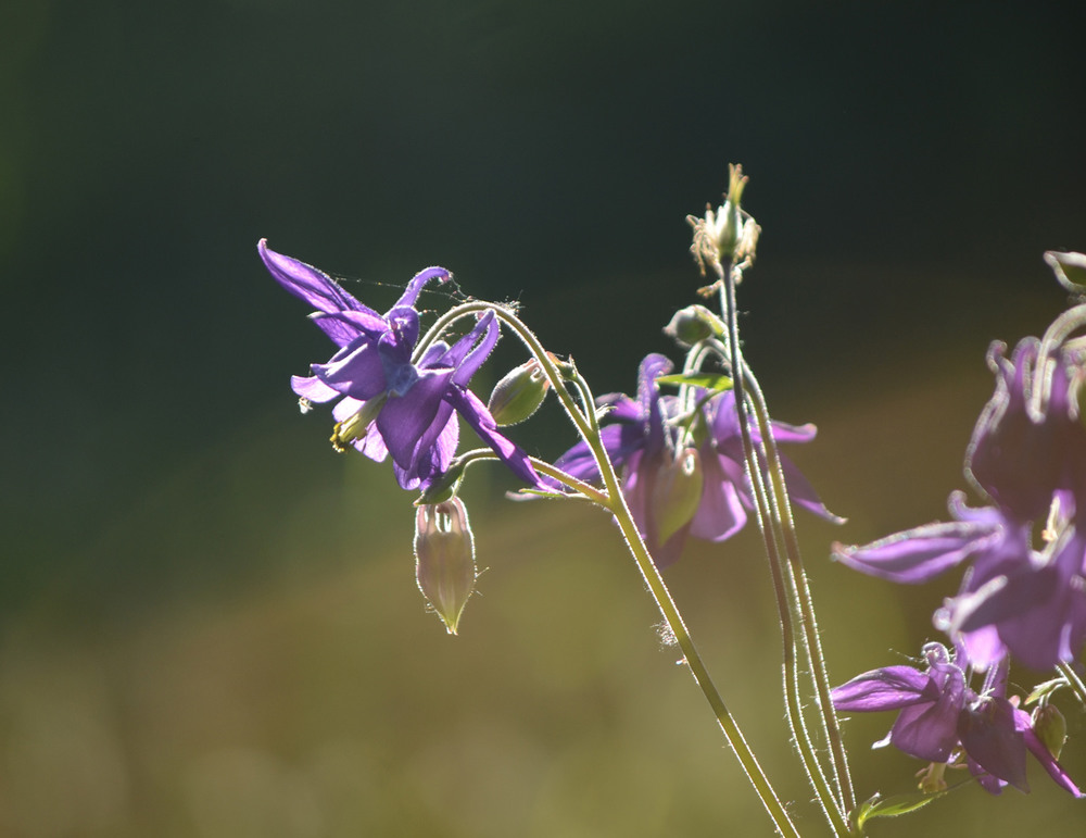 Фотографія Орлики звичайні, аквіле́гія, (Aquilegia vulgaris) / Віталій Сеник / photographers.ua