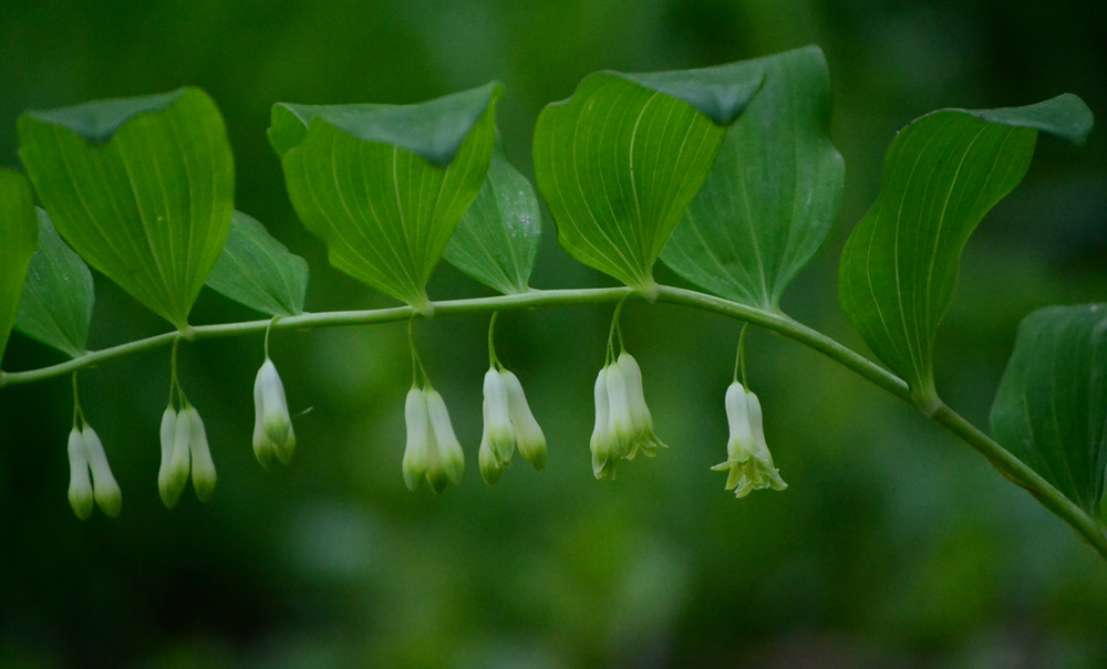 Фотографія Купина багатоквіткова  (Polygonatum multiflorum) / Віталій Сеник / photographers.ua