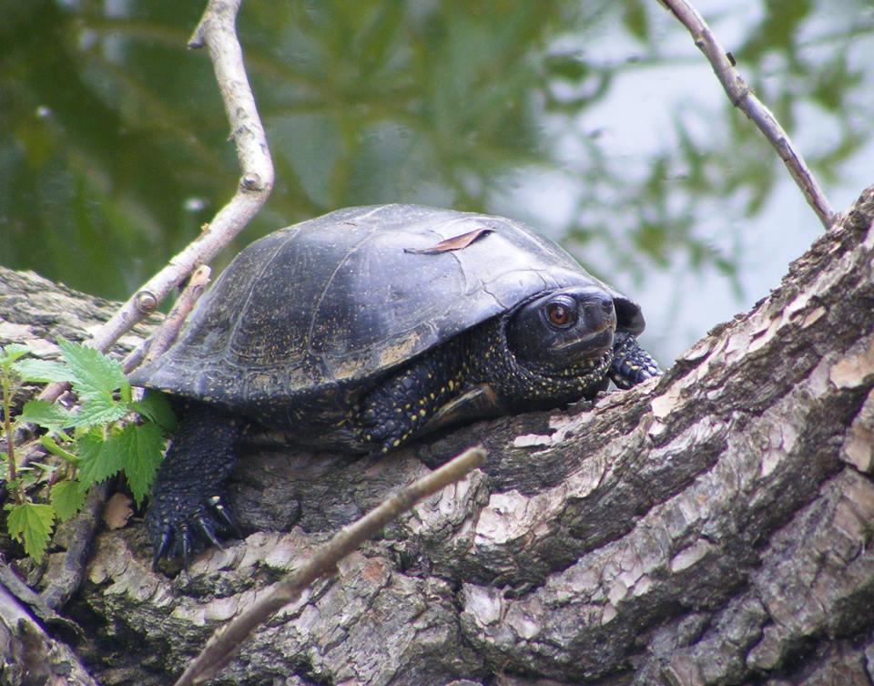 Фотографія Болотяна черепаха / Віталій Сеник / photographers.ua