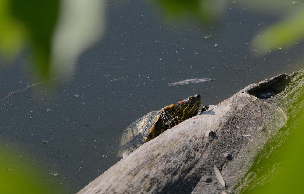 Фотографія Червоновуха прісноводна черепаха / Віталій Сеник / photographers.ua