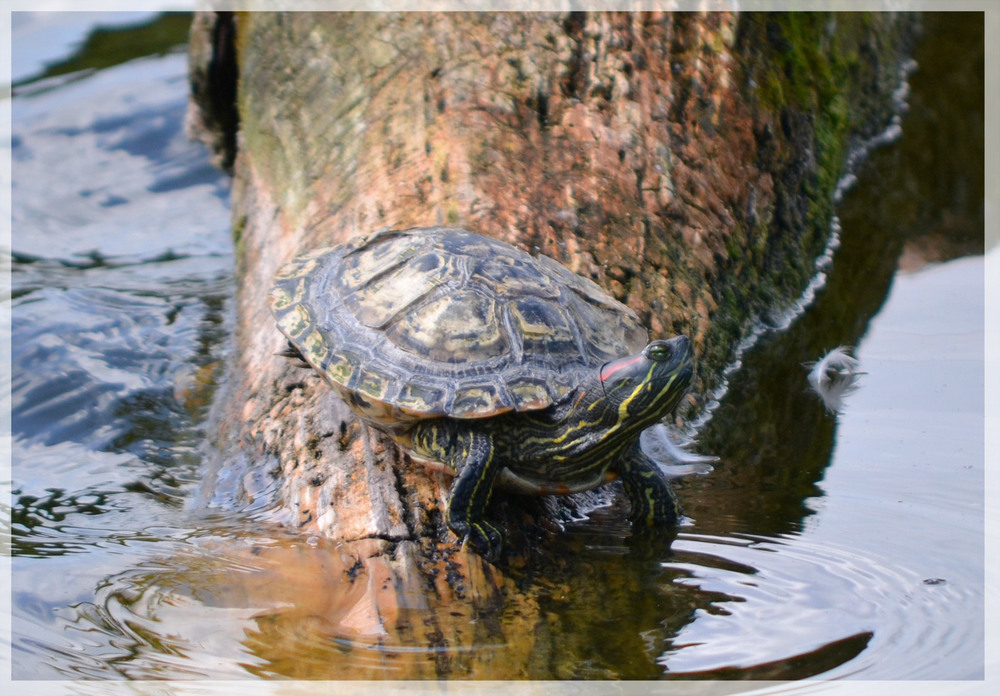 Фотографія Червоновуха прісноводна черепаха / Віталій Сеник / photographers.ua