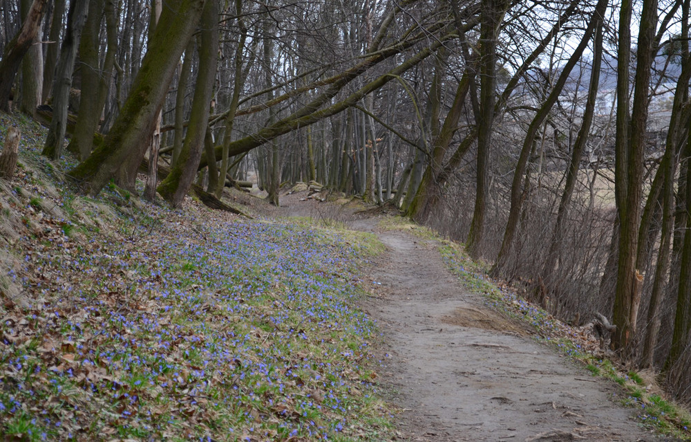 Фотографія Весна в лісі / Віталій Сеник / photographers.ua
