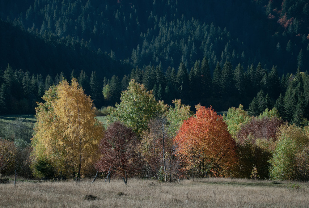 Фотографія Яскрава осінь / Eugene Nabokov / photographers.ua