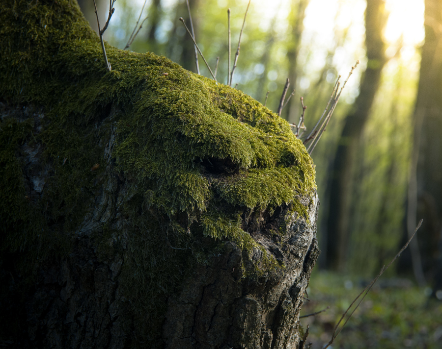Фотографія Лісовий монстр слідкує за тобою... / Eugene Nabokov / photographers.ua