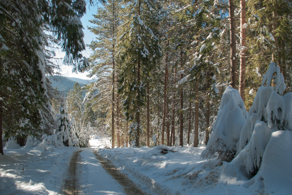 Фотографія В зимовому лісі... / Eugene Nabokov / photographers.ua