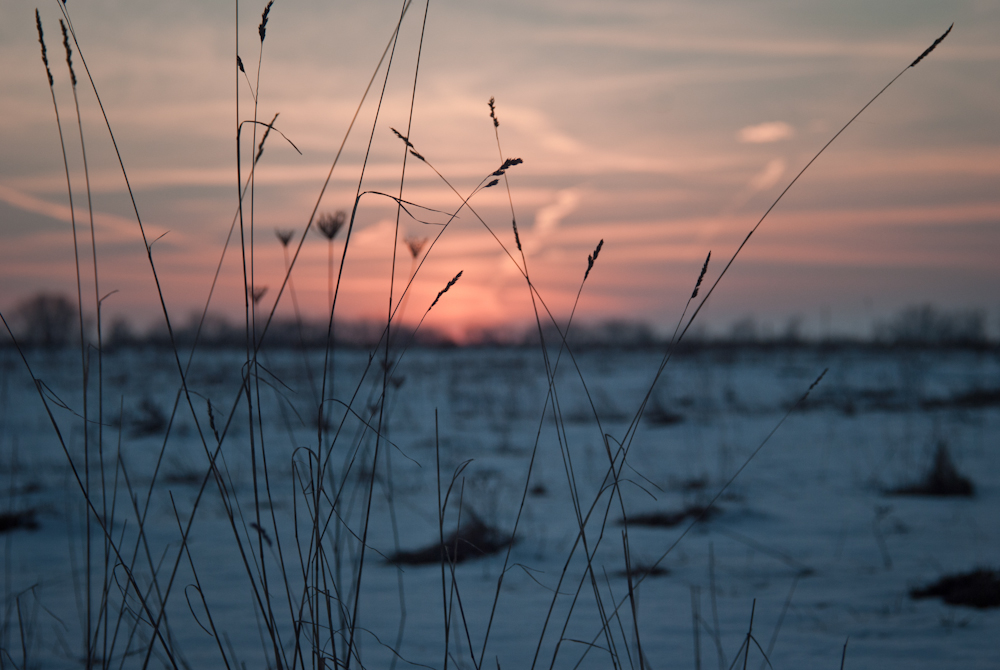 Фотографія Зимові трави / Eugene Nabokov / photographers.ua