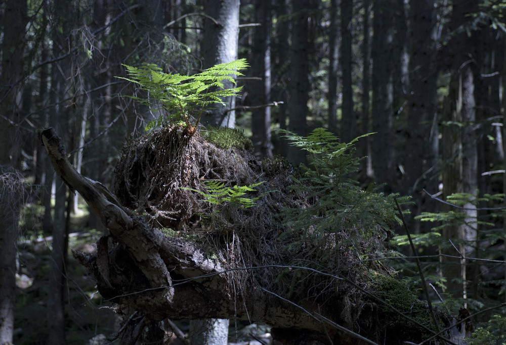 Фотографія В лісі... / Eugene Nabokov / photographers.ua