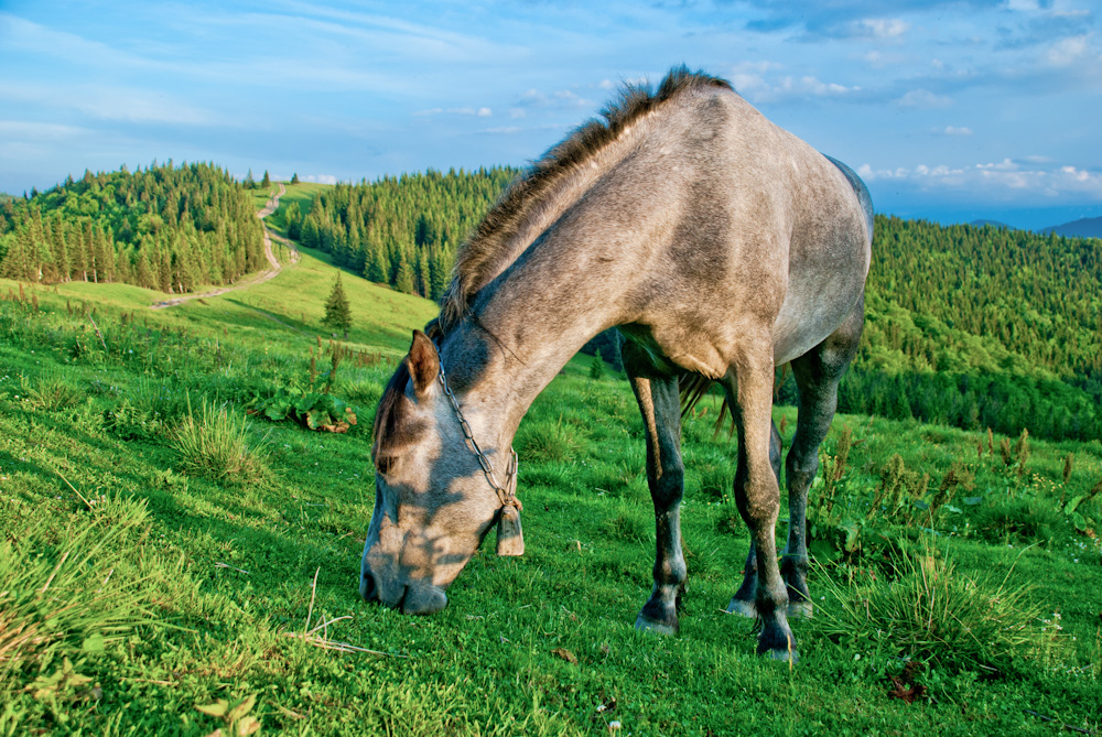 Фотографія Кінь на полонині Ягідна / Eugene Nabokov / photographers.ua