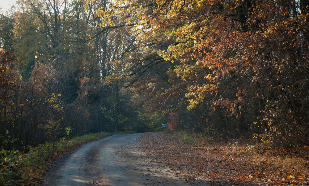 Фотографія Осінь на лісовій дорозі... / Eugene Nabokov / photographers.ua